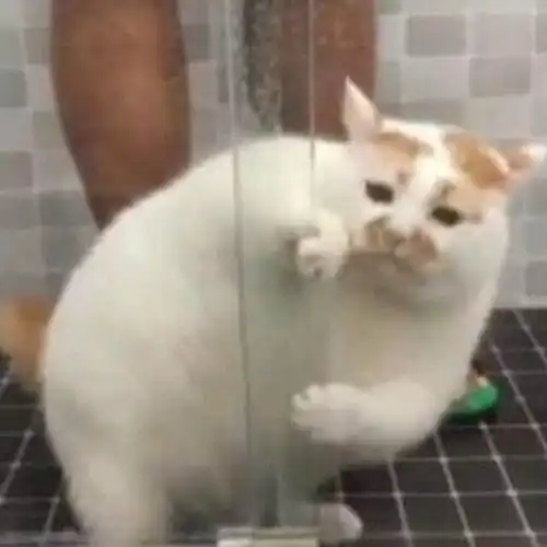 这是up主最喜欢的姥爷猫猫表情包第一期
