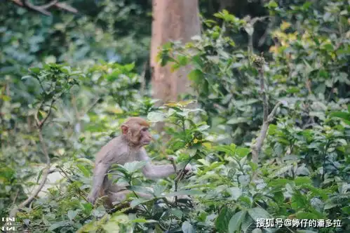 南宁龙虎山的猴群竟是战争逃难的难民如今撩妹耍泼占山为王
