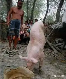 农村大爷养了一只用两条腿走路的猪,有人出高价收买被拒
