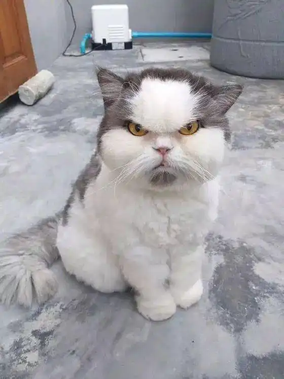 网友家的猫,小时候好可爱,越长大发际线越往后移
