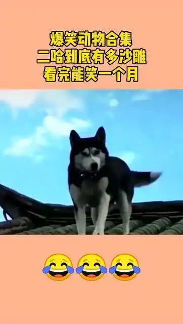 爆笑动物合集,二哈到底有多沙雕,看完能笑一个月