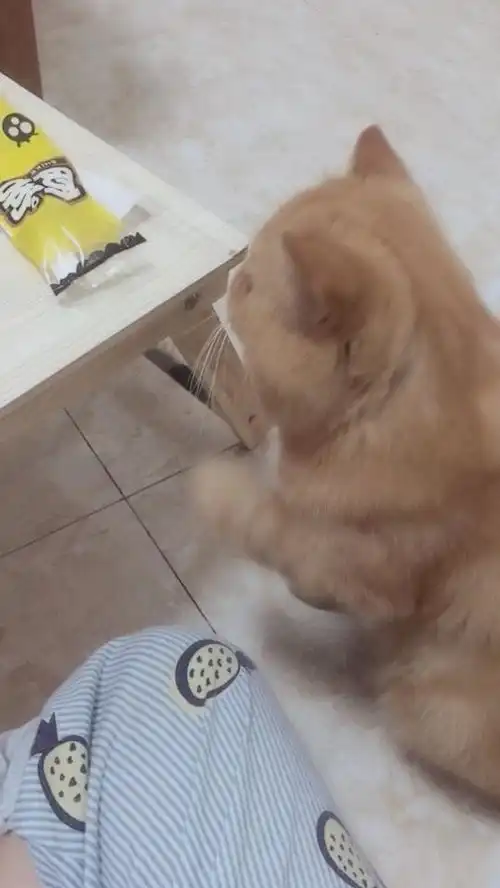 馋死这只小猫咪了
