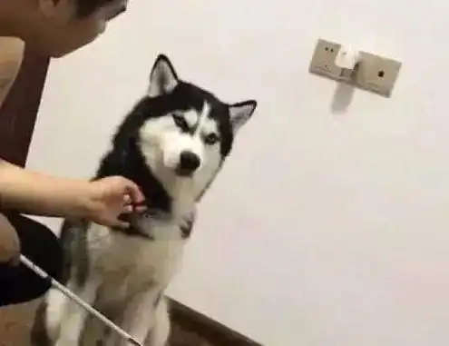 二哈拆家被主人教训,这眼神不得了

