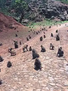 村支书引猴入村搞旅游致猴群成灾常打人抢食
