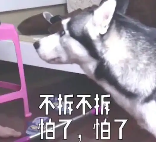 二哈喜欢拆家,主人亲身给它演了一出好戏,最后结局太搞笑了