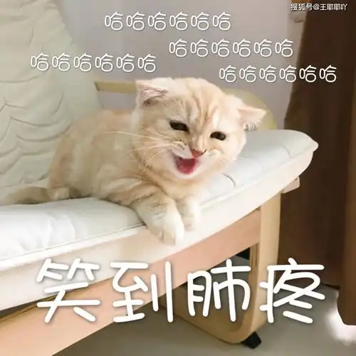 搞笑图片女友找免费鸭子被我撞见,结果好家伙,这谁忍得了啊
