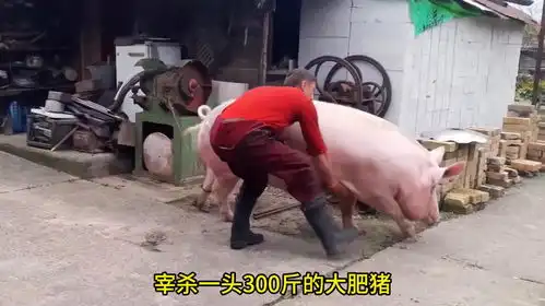 螺丝刀宰300斤肥猪,外国小哥火烧剥皮,杀猪绝技曝光
