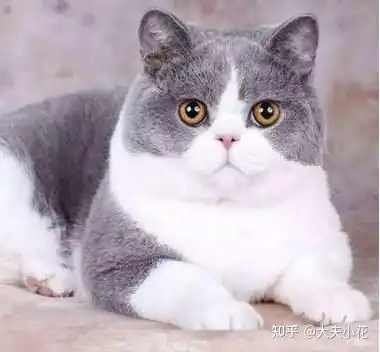 英短可爱头像头像