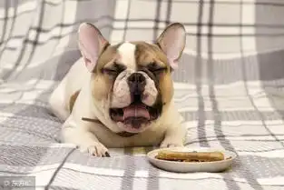 法斗犬不吃狗粮怎么办
