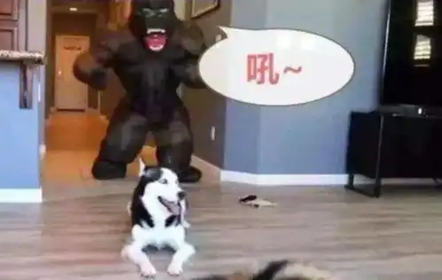 主人假扮大猩猩,哈士奇直接吓得崩溃,二哈大哥别杀我
