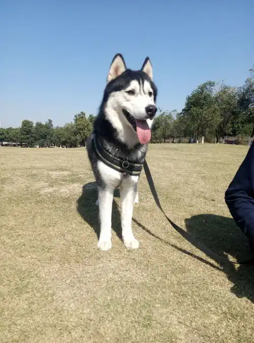 黑胖社会我三爷手机照片记录二哈的日常
