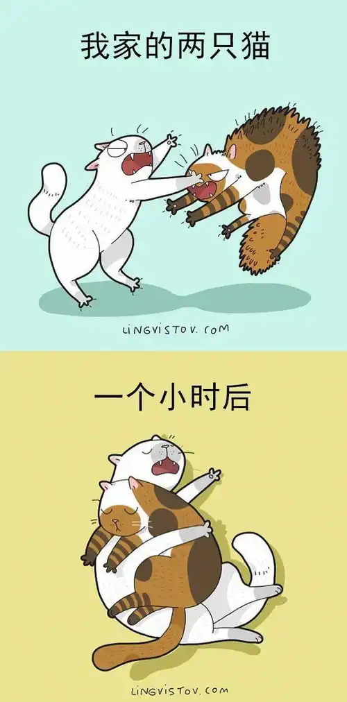 家有喵星人的生活就是这个样子
