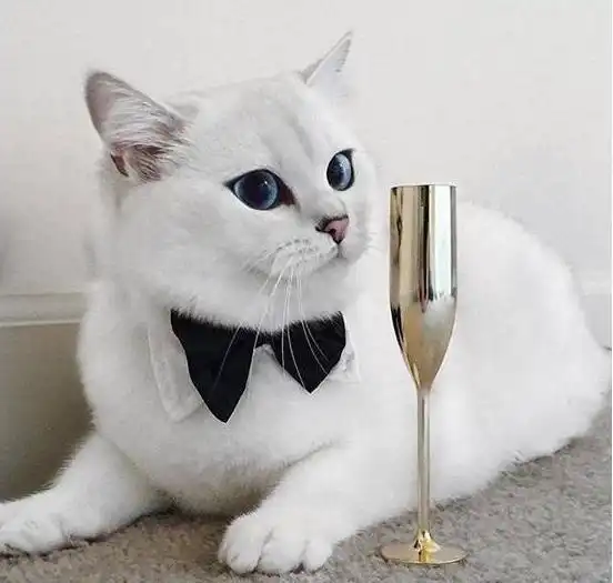 这些猫咪,很适合孤独的人养,性格很粘人