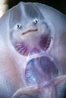 摄影师拍摄透明动物神奇影像
