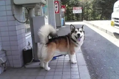 柯基犬的基因有多强大永远都摆脱不了的小短腿
