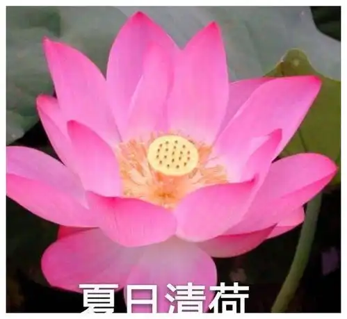 十条笑话我觉得岁月并不是杀猪的刀,根本就是猪饲料吗
