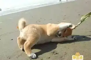 搞笑图片扛起狗子,说走就走