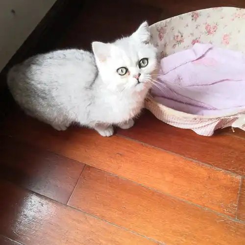 英短不正常泪痕眼屎轻微打喷嚏