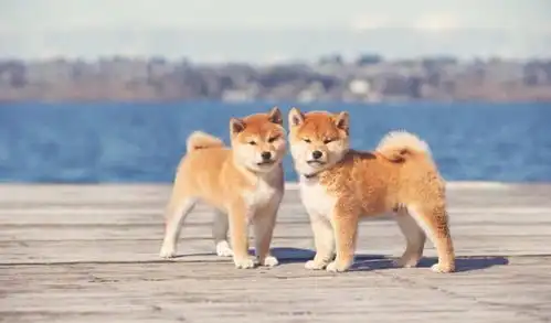 犬种百科憨厚表情包的无冕之王柴犬
