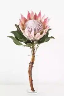 昨天情人节收的花,今天丢垃圾桶里noway实用干花制作指南,送给你