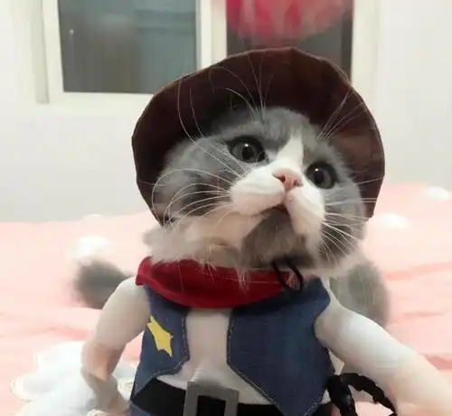新手养猫首选,教你一招,如何辨别纯种英短