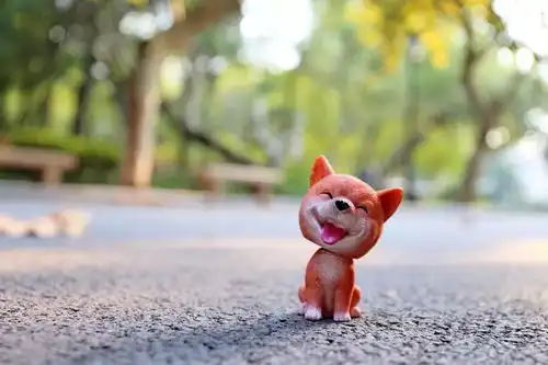 摄影携萌犬祝华东政法大学生日快乐

