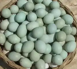 土鸡蛋洋鸡蛋绿皮乌鸡蛋头生蛋那个营养高
