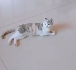 英短三花六个月母猫