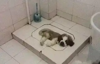 这天太热了,发几张照片让你笑一笑
