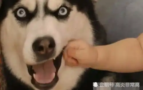 当二哈遇到小主人的时候,二哈内心是崩溃的,网友平时的威风呢