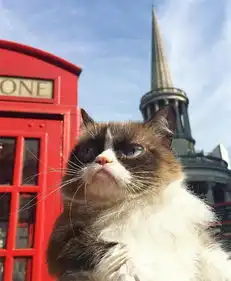 不爽猫图片集比较有个性的不爽的布偶猫搞笑图片
