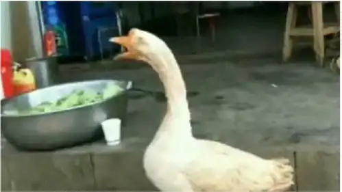 大鹅被灌了一瓶白酒,几口下去顿时就找不着北了,简直太搞笑了
