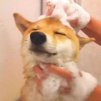 柴犬头像搞笑高清图片单身狗头像柴犬系列
