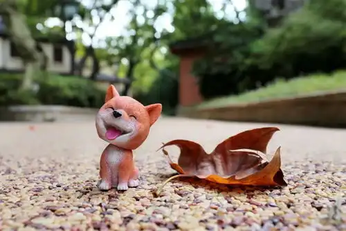 摄影携萌犬祝华东政法大学生日快乐
