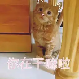壁纸头像超可爱搞笑猫咪表情包