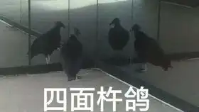 守护的意义,神恩颂歌友情客串
