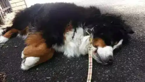 要么背我要么就赖着,有些狗子就是这么没节操,说好的撒手没呢

