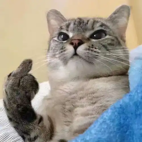 为什么说男生最好不要养猫原来是有科学依据的
