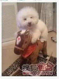 作为一个养狗的淫,姐表示鸭梨黑大
