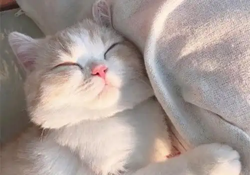 猫一样的女人,最容易让男人上瘾,她们都有这五种特质
