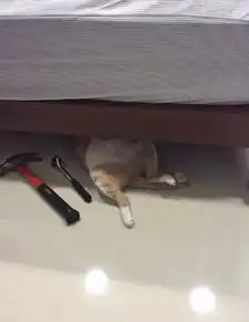 这位猫汽车维修师傅看起来不好惹,架势十足,维修费竟要...