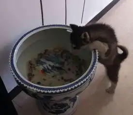 搞笑gif哈士奇经常去鱼缸里喝水把主人给逗乐了

