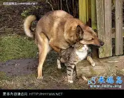 动物图片笑话大全第89页
