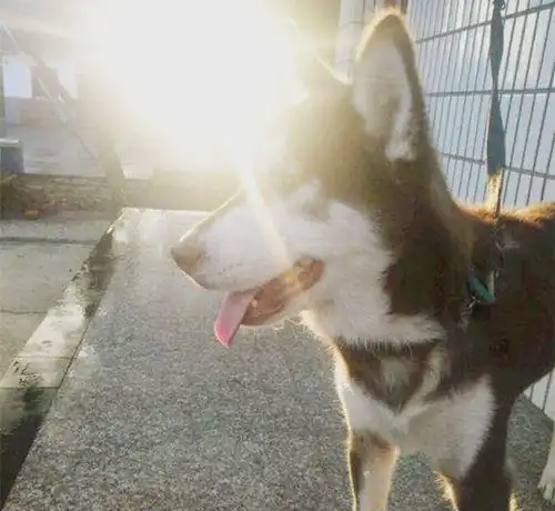 雨后网友去遛狗,到家老婆看到二哈,既生气又好笑
