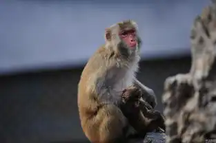 动物园猕猴夭折母猴寸步不离
