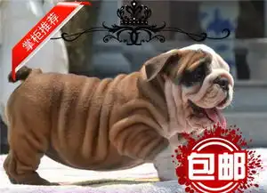 犬舍直销精品纯种英国斗牛犬包90天健康退换
