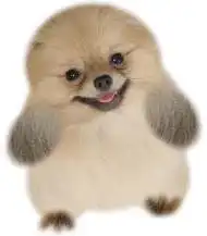 这是一种什么动物

