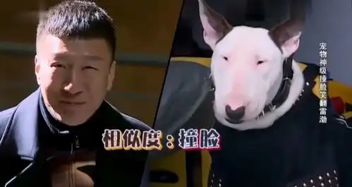 那些和明星撞脸的狗狗,看到这个笑喷了
