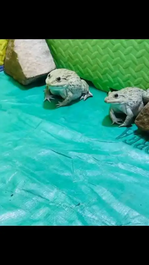 好厉害的蛤蟆搞笑

