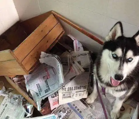 为什么养猫的人会比养狗的人多
